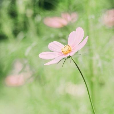 普京出手严控资本外流：5月起限制金条出口